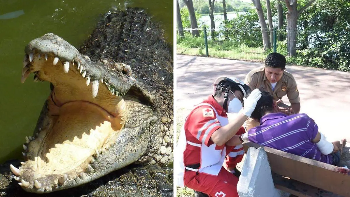 Este 24 de junio se reportó un ataque de cocodrilo en la laguna del Carpintero José Luis Tapia y Pixabay